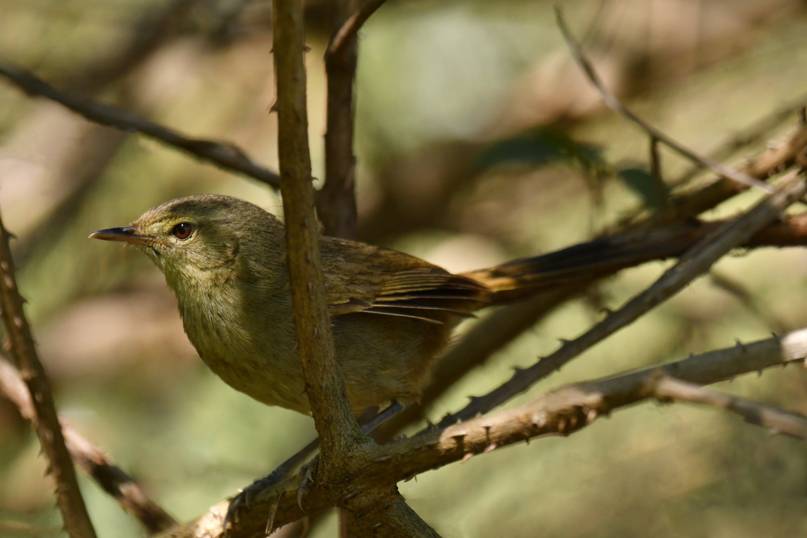 Madagascar Brush-Warbler Nesillas typica