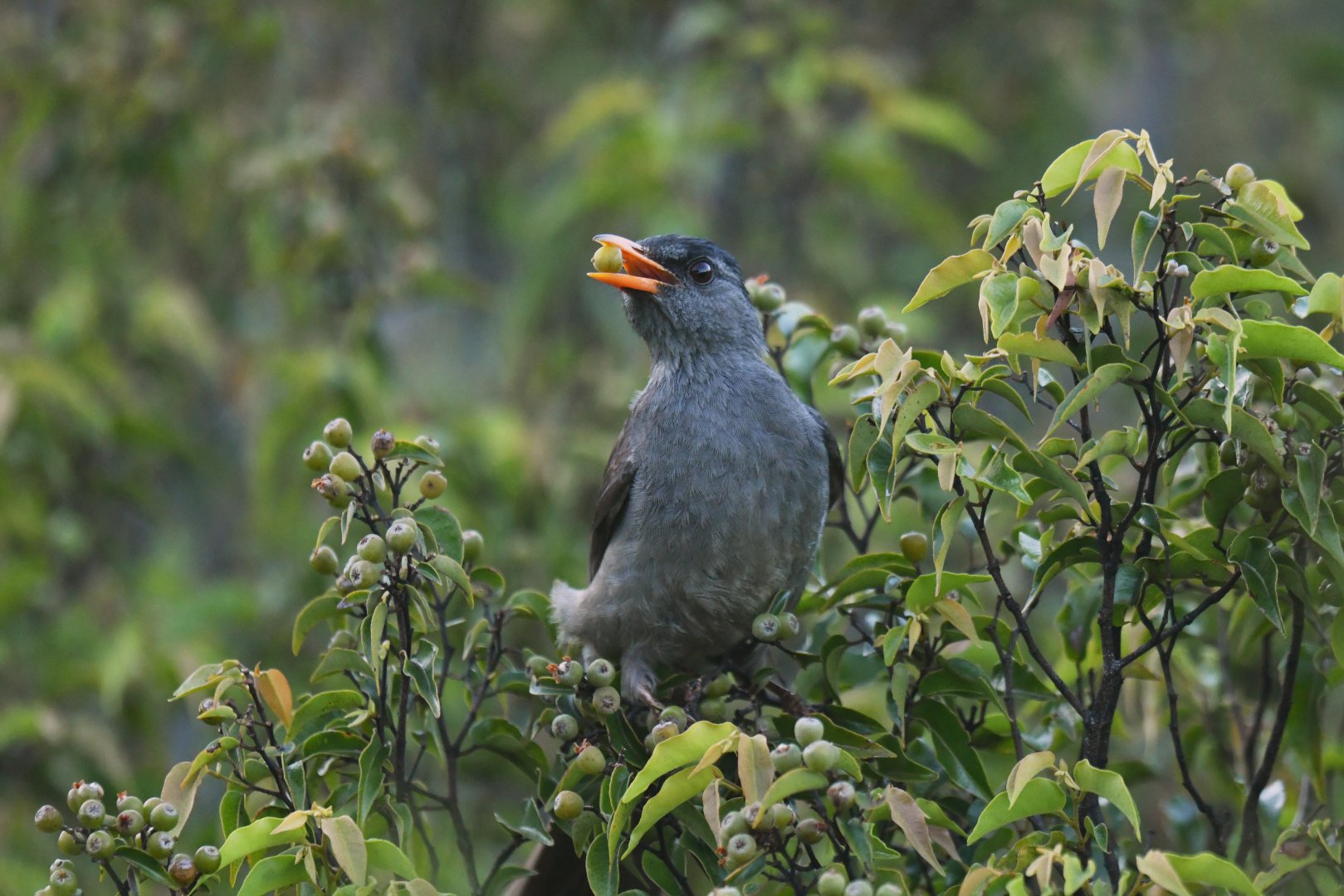 Madagascar Bulbul Hypsipetes madagascariensis