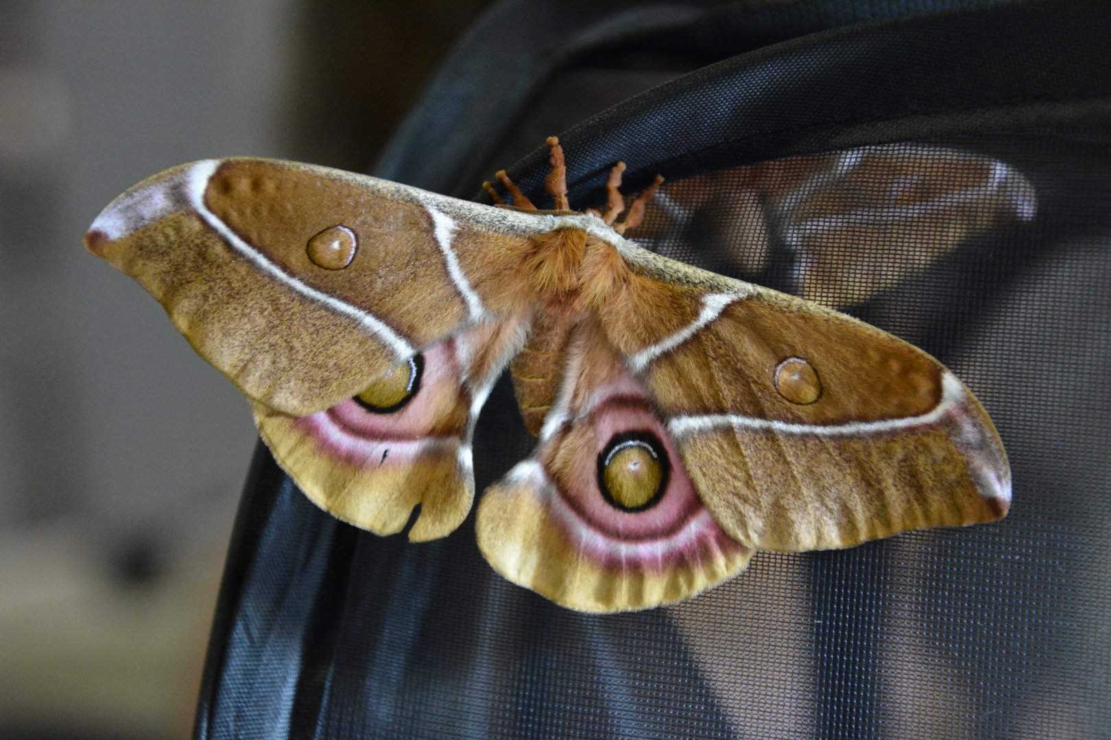 Madagascar bullseye moth (Antherina suraka)
