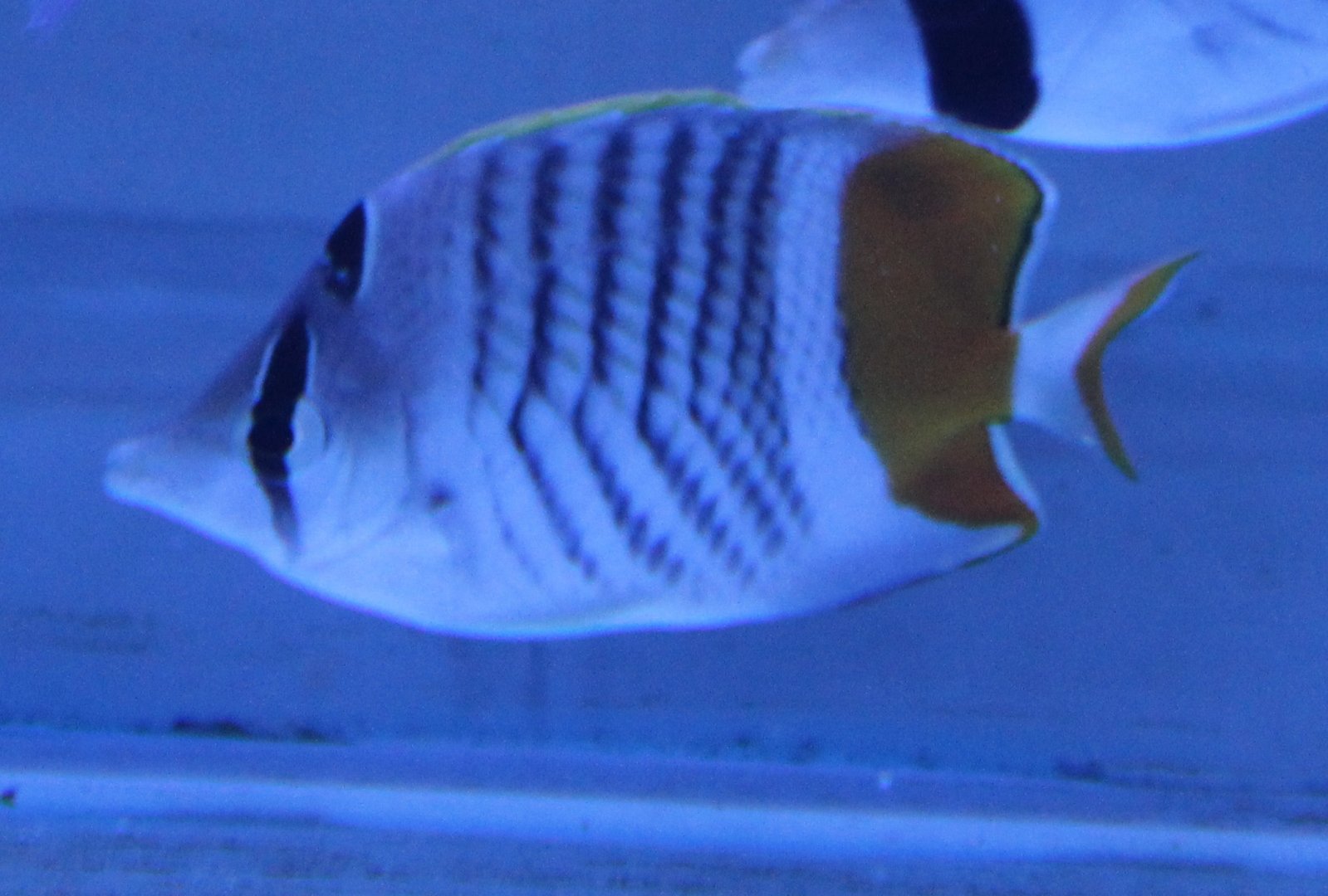 Madagascar butterflyfish - Chaetodon madagaskariensis