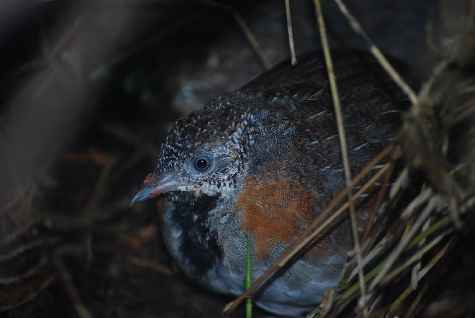 Madagascar Buttonquail