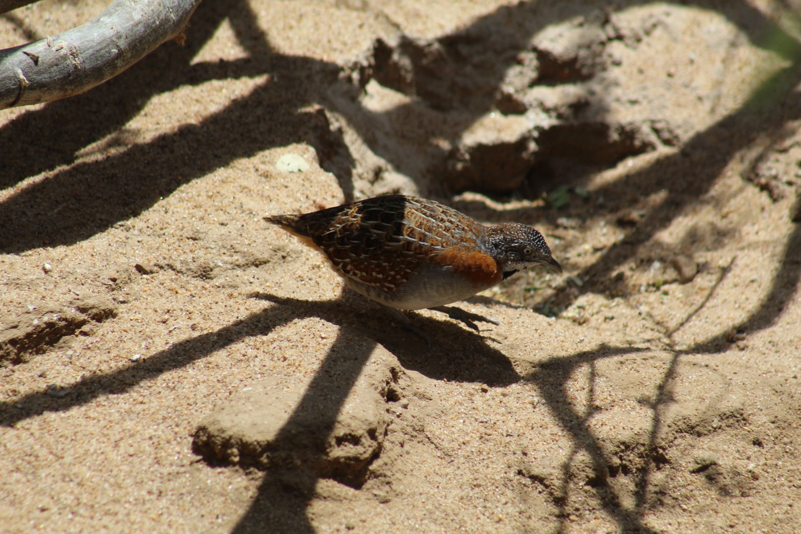 Madagascar Buttonquail