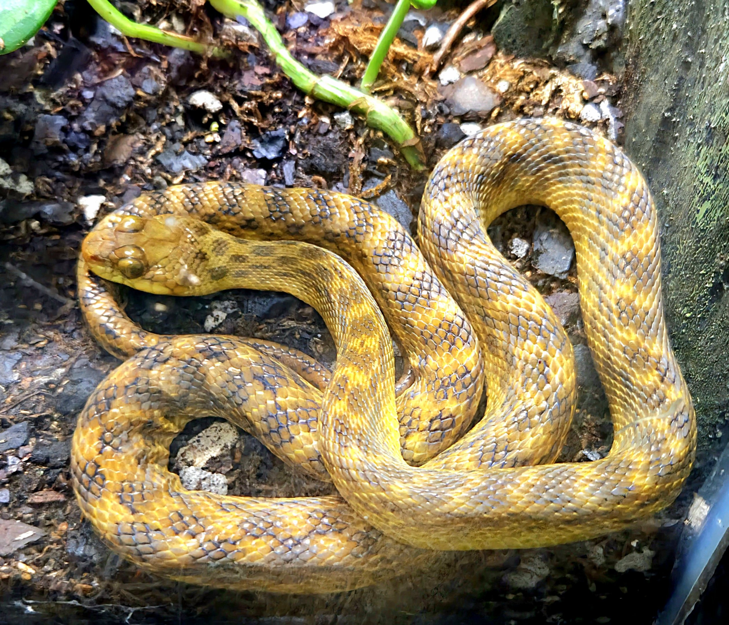 Madagascar Cat-Eyed Snake-Cameron Park Zoo