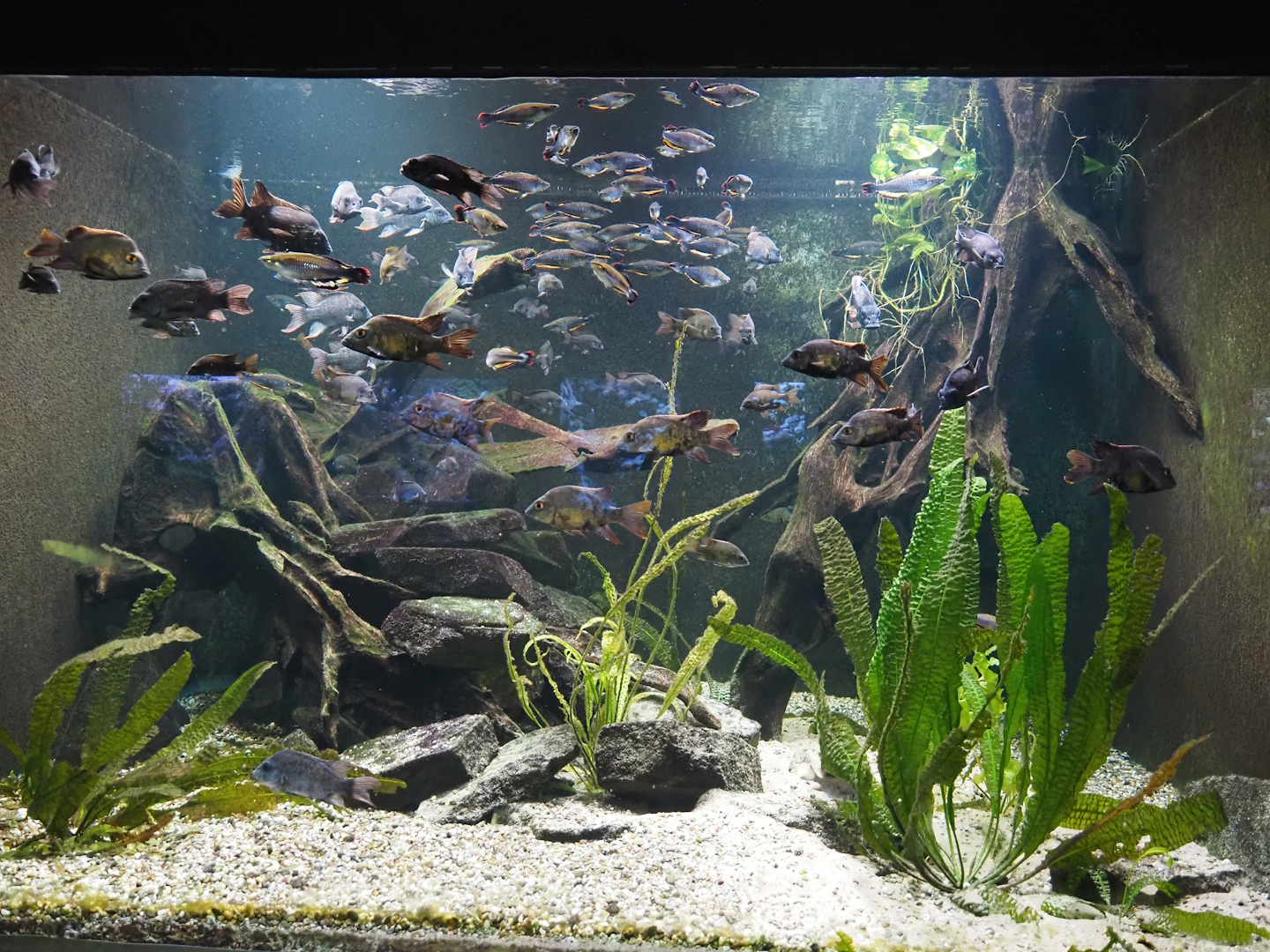 Madagascar cichlid and Madagascar silverside tank, 2024-06-08