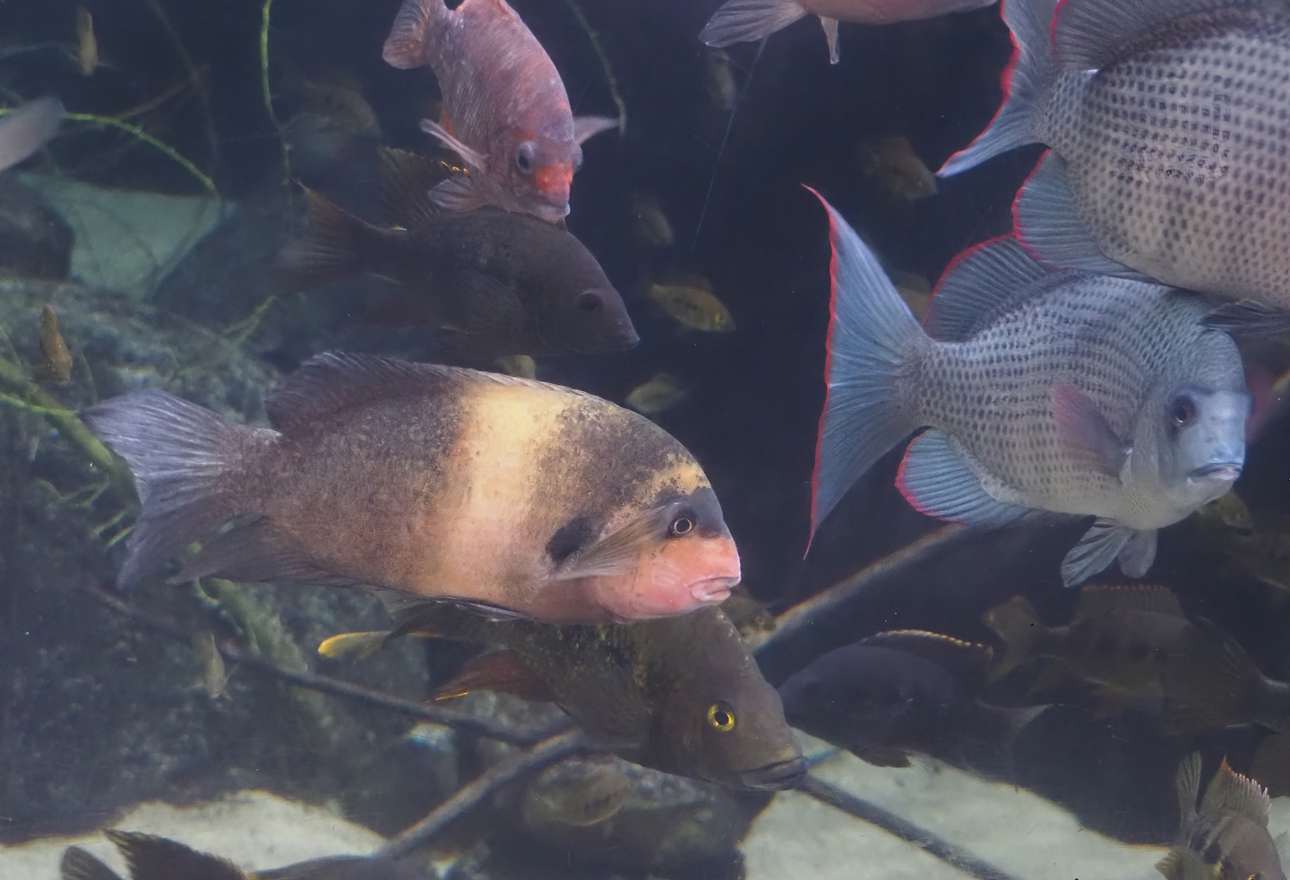 Madagascar cichlids, 2024-06-30