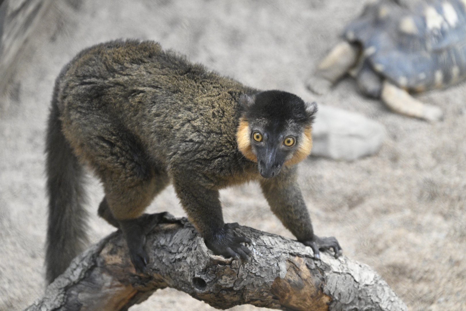 Madagascar! - Collared Brown Lemur (Eulemur collaris)