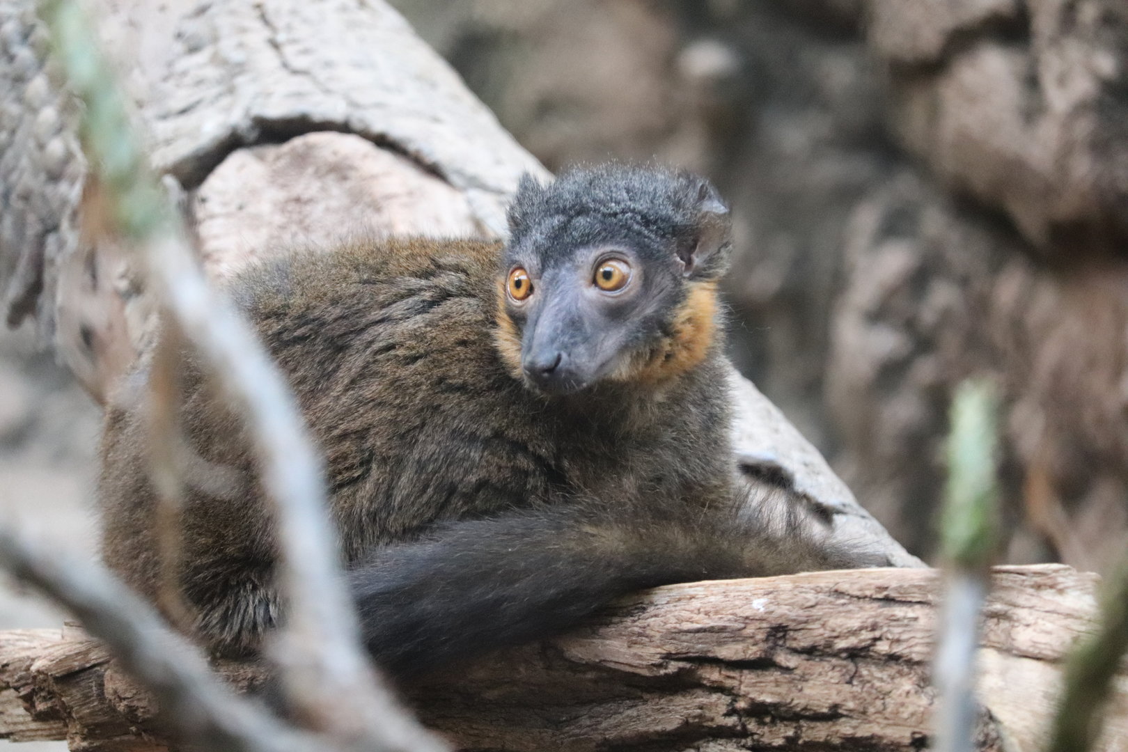Madagascar! - Collared Brown Lemur