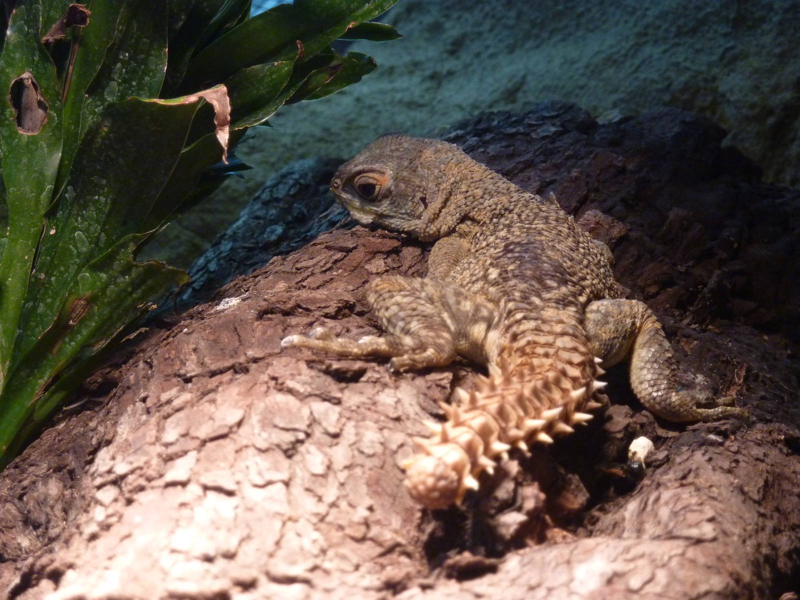 Madagascar collared iguana