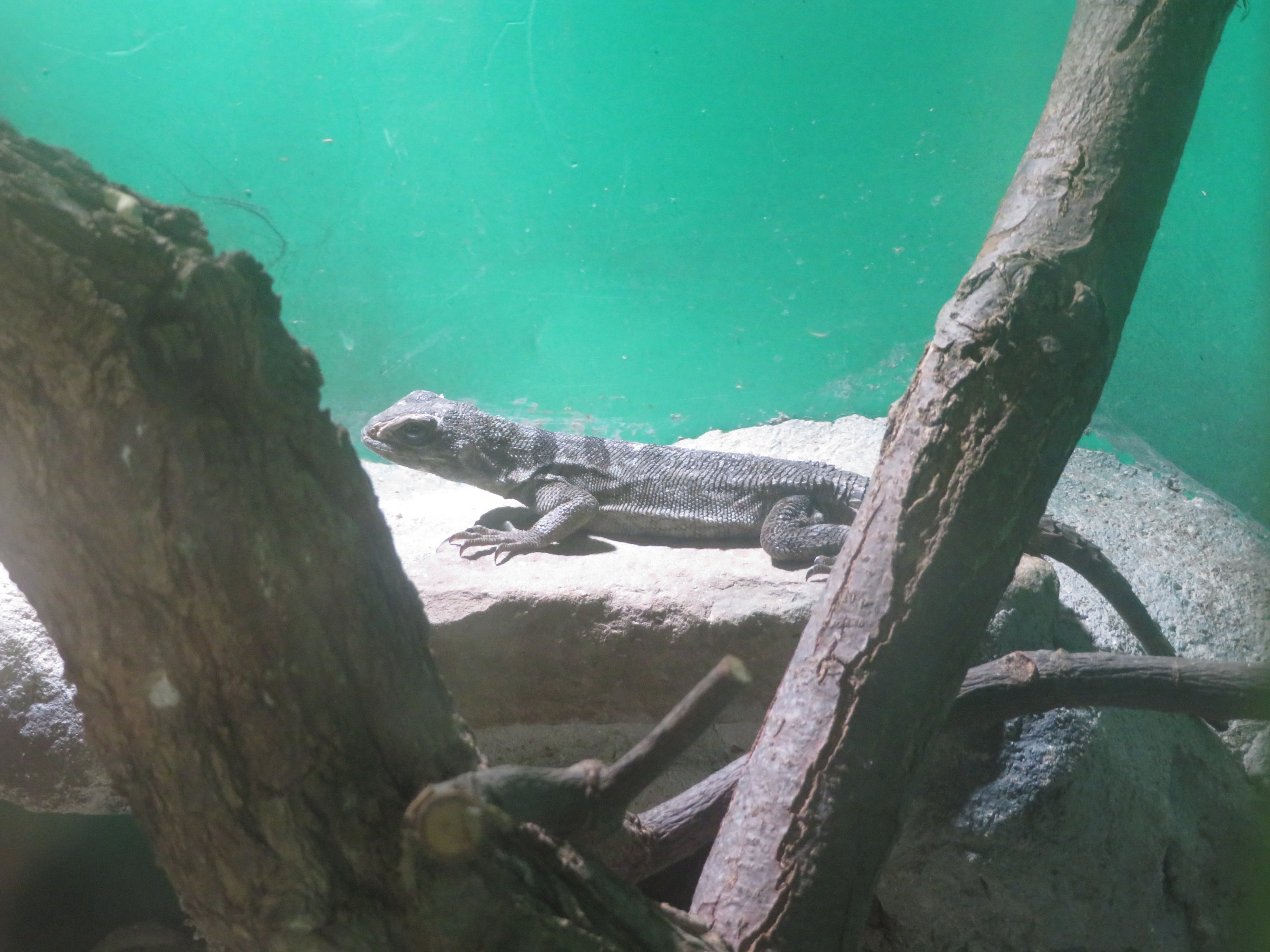 Madagascar Collared Iguana