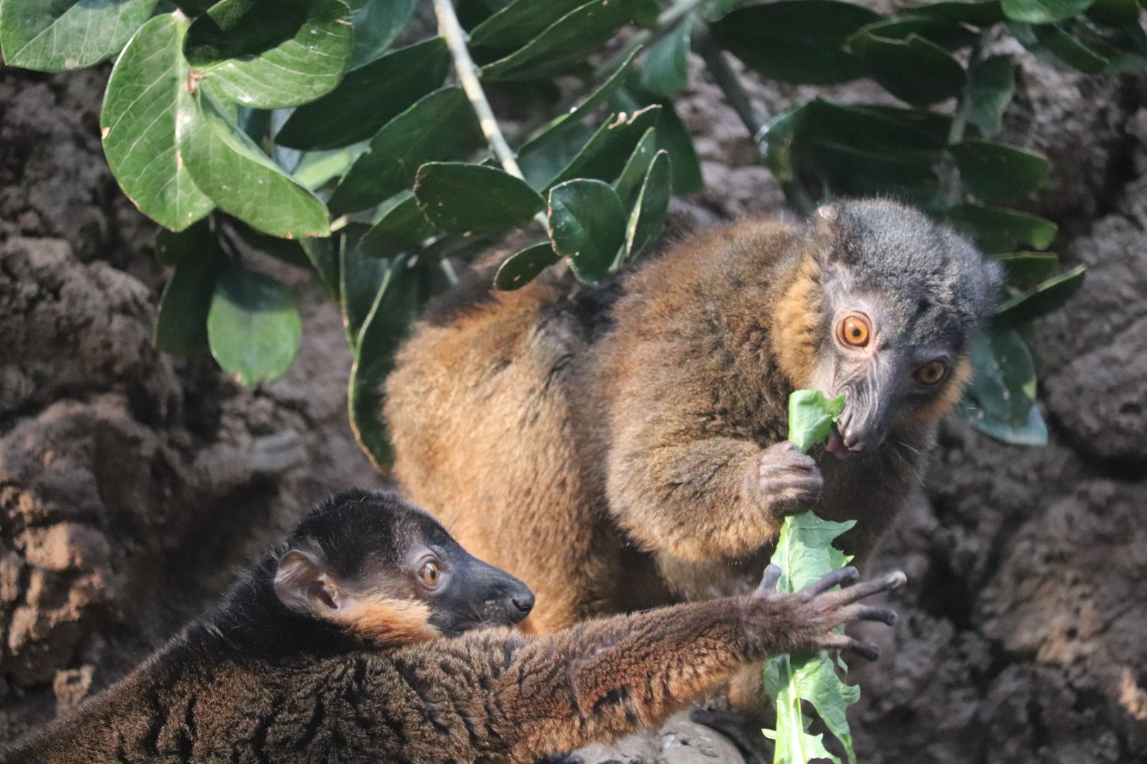 Madagascar! - Collared Lemur