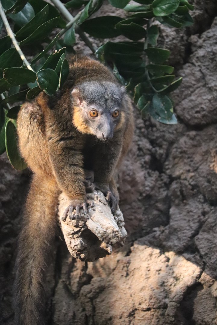 Madagascar! - Collared Lemur