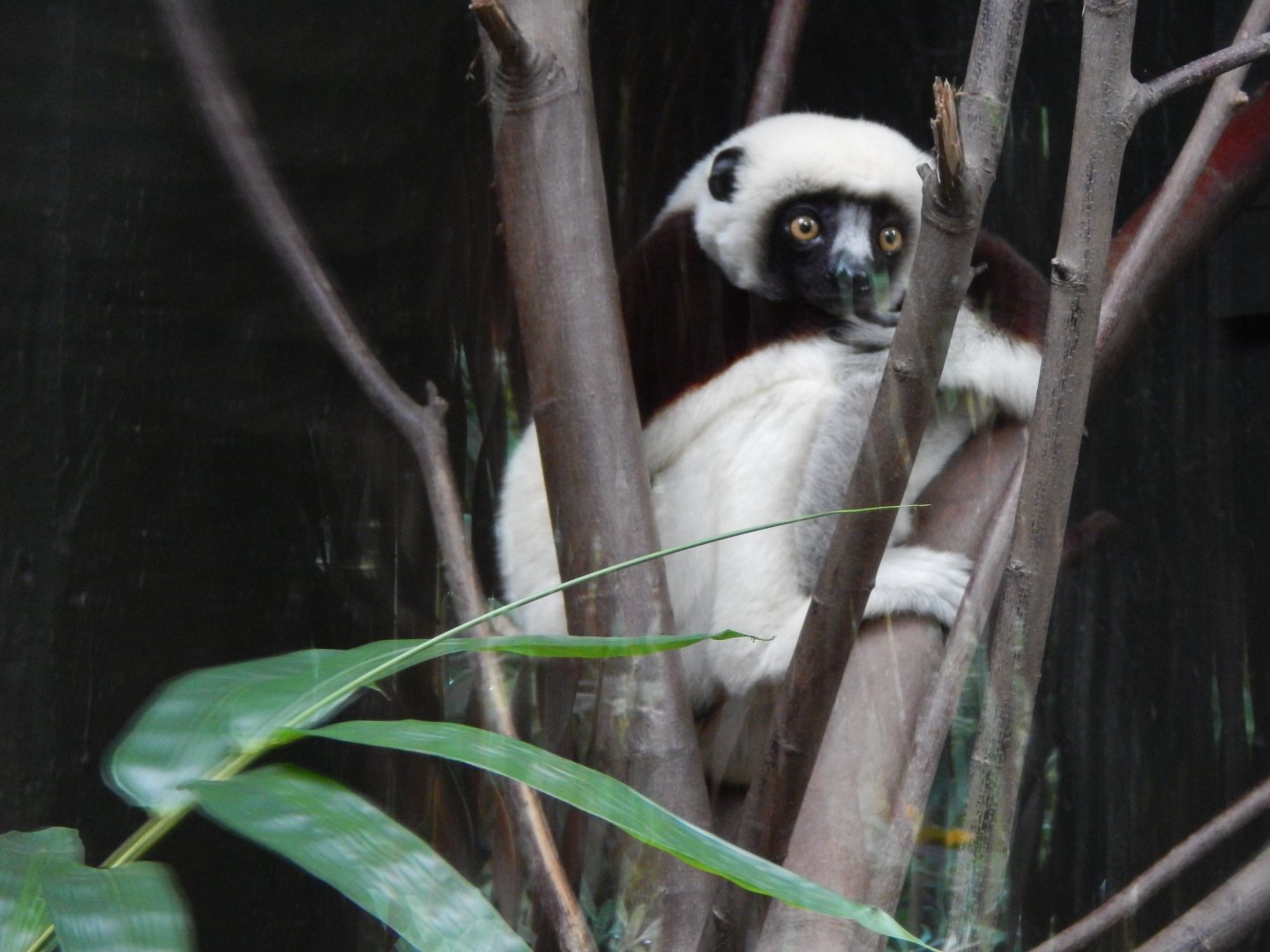 Madagascar - Coquerel's sifaka 191021