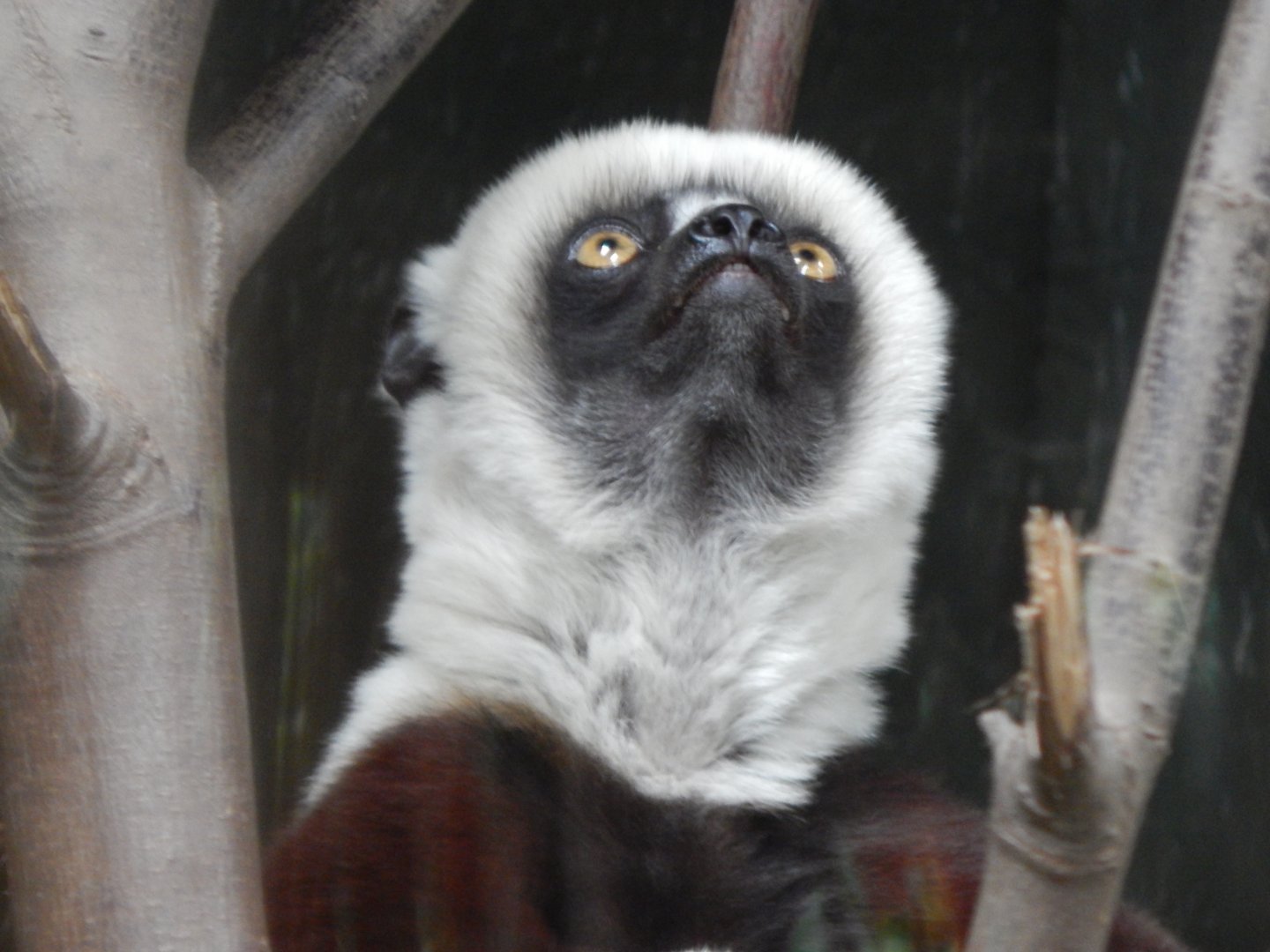 Madagascar - Coquerel's sifaka 191021