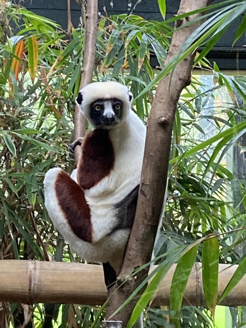 Madagascar - Coquerel's sifaka 221022