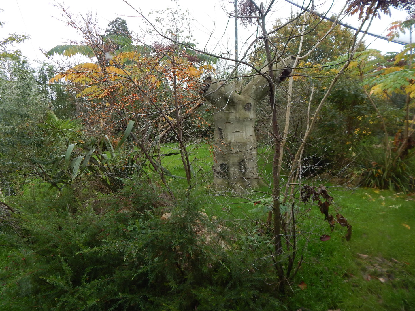 Madagascar - Coquerel's sifaka enclosure 221022