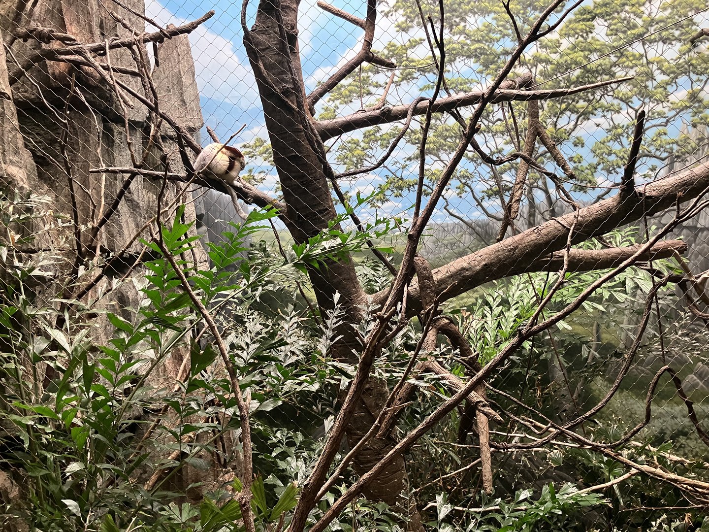 Madagascar - Coquerel’s Sifaka Exhibit