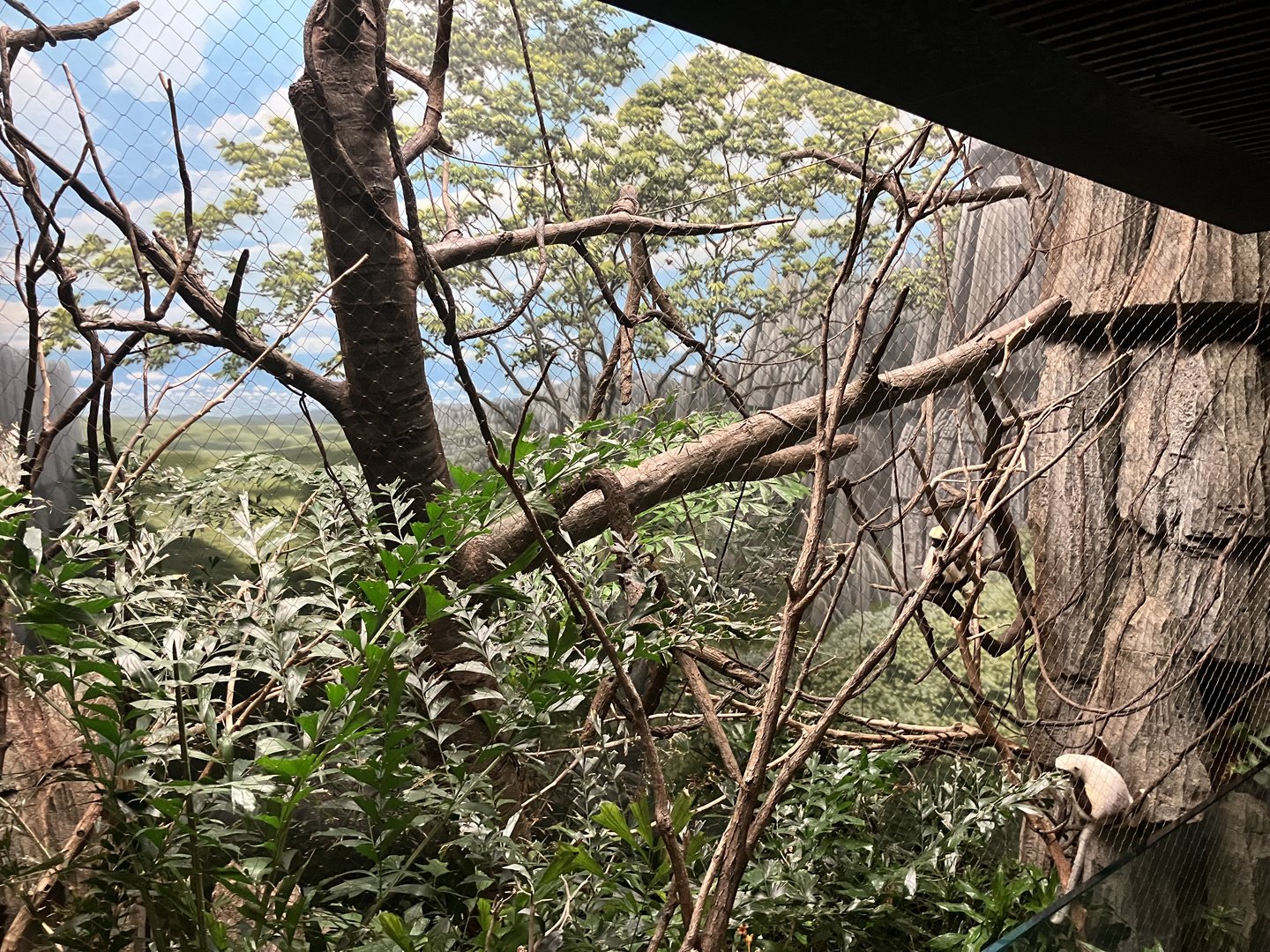Madagascar - Coquerel’s Sifaka Exhibit