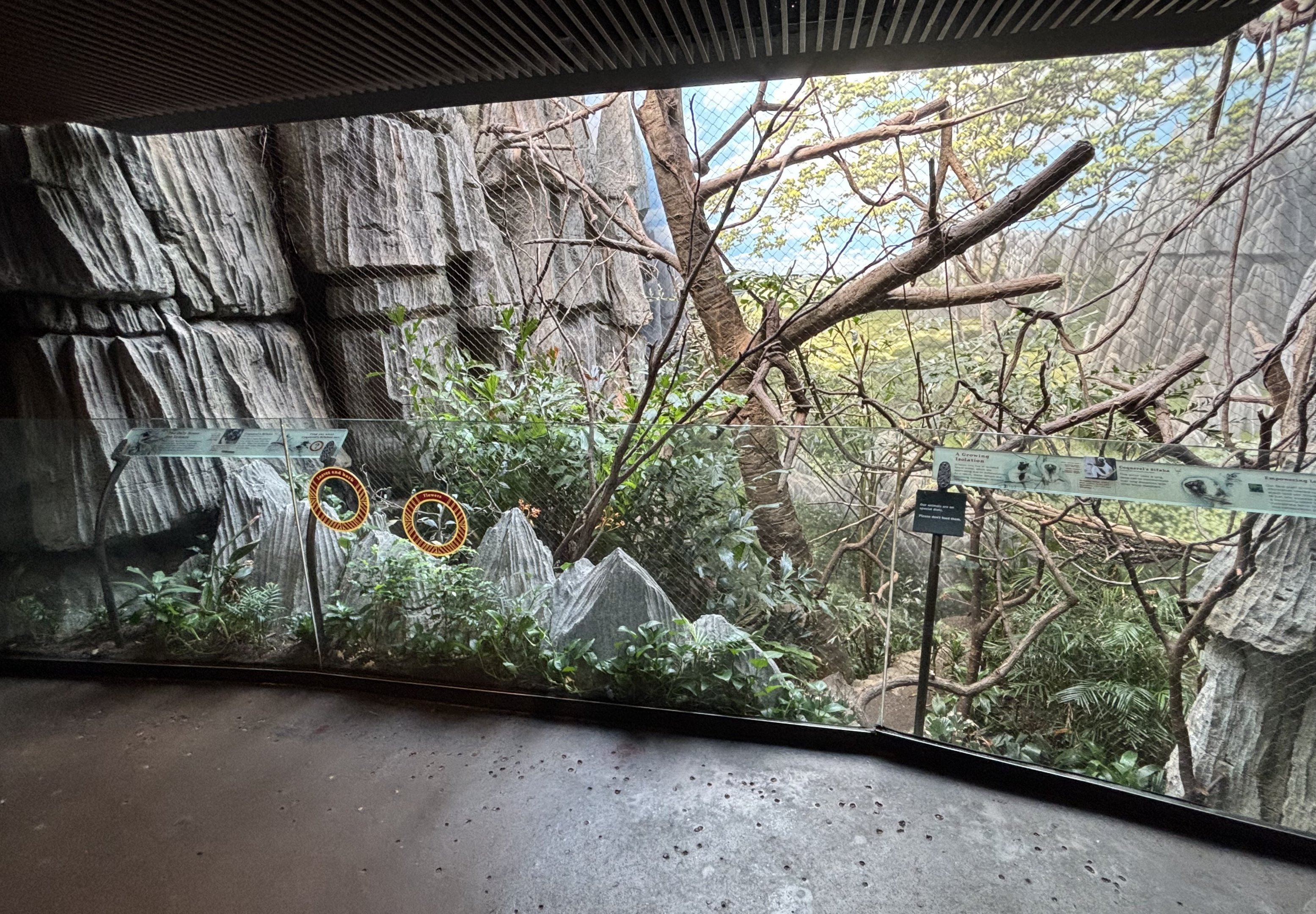 Madagascar! - Coquerel’s Sifaka Exhibit