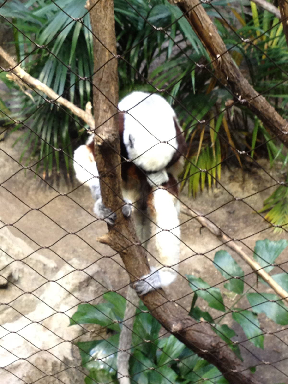 Madagascar! - Coquerel's Sifaka (Seemingly Tebowing)