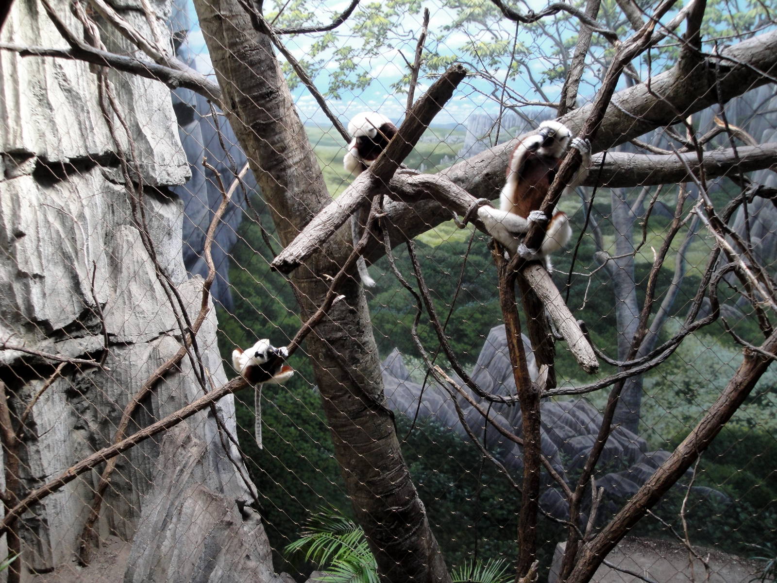 Madagascar - Coquerel's Sifaka