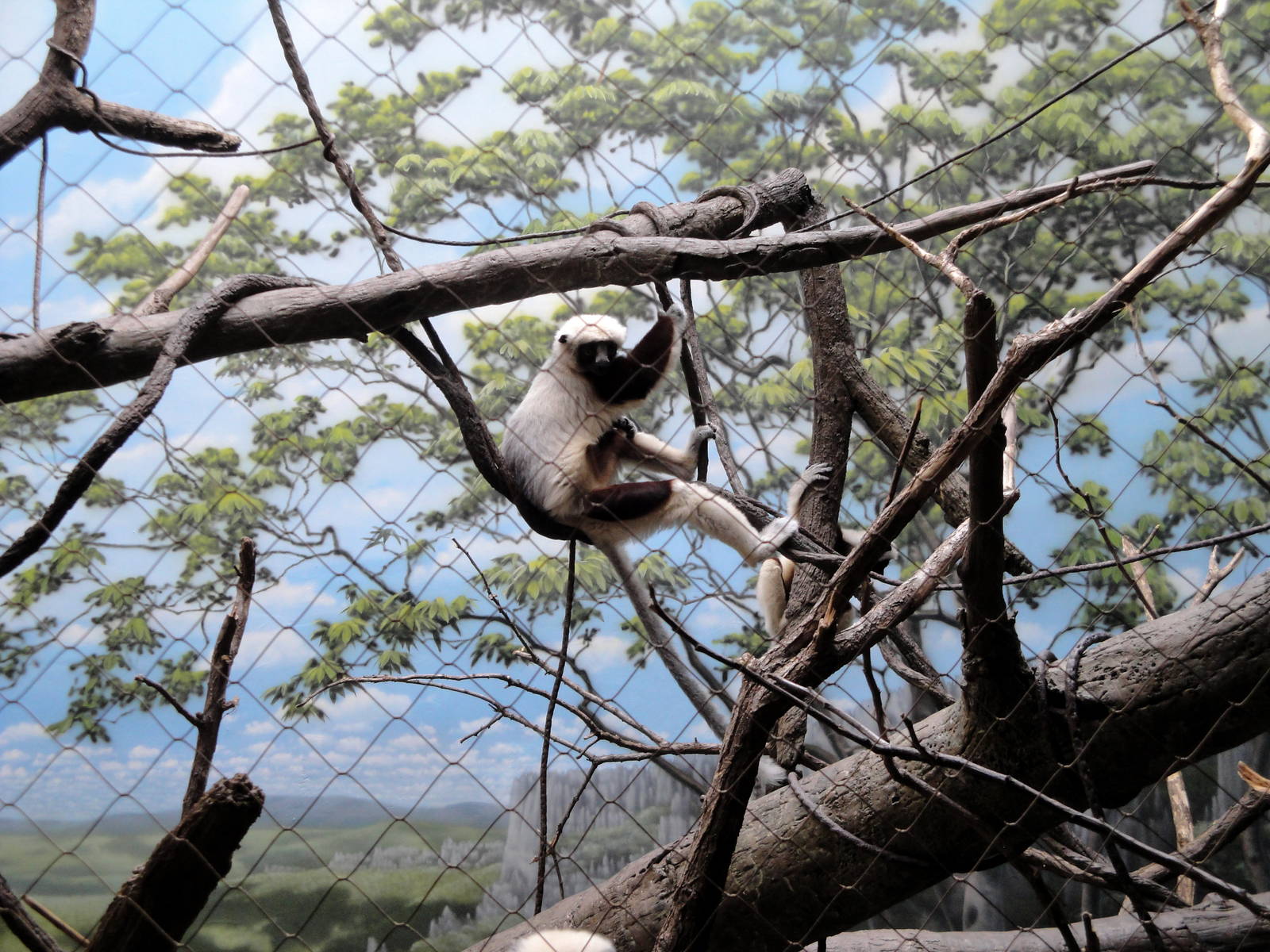 Madagascar - Coquerel's Sifaka