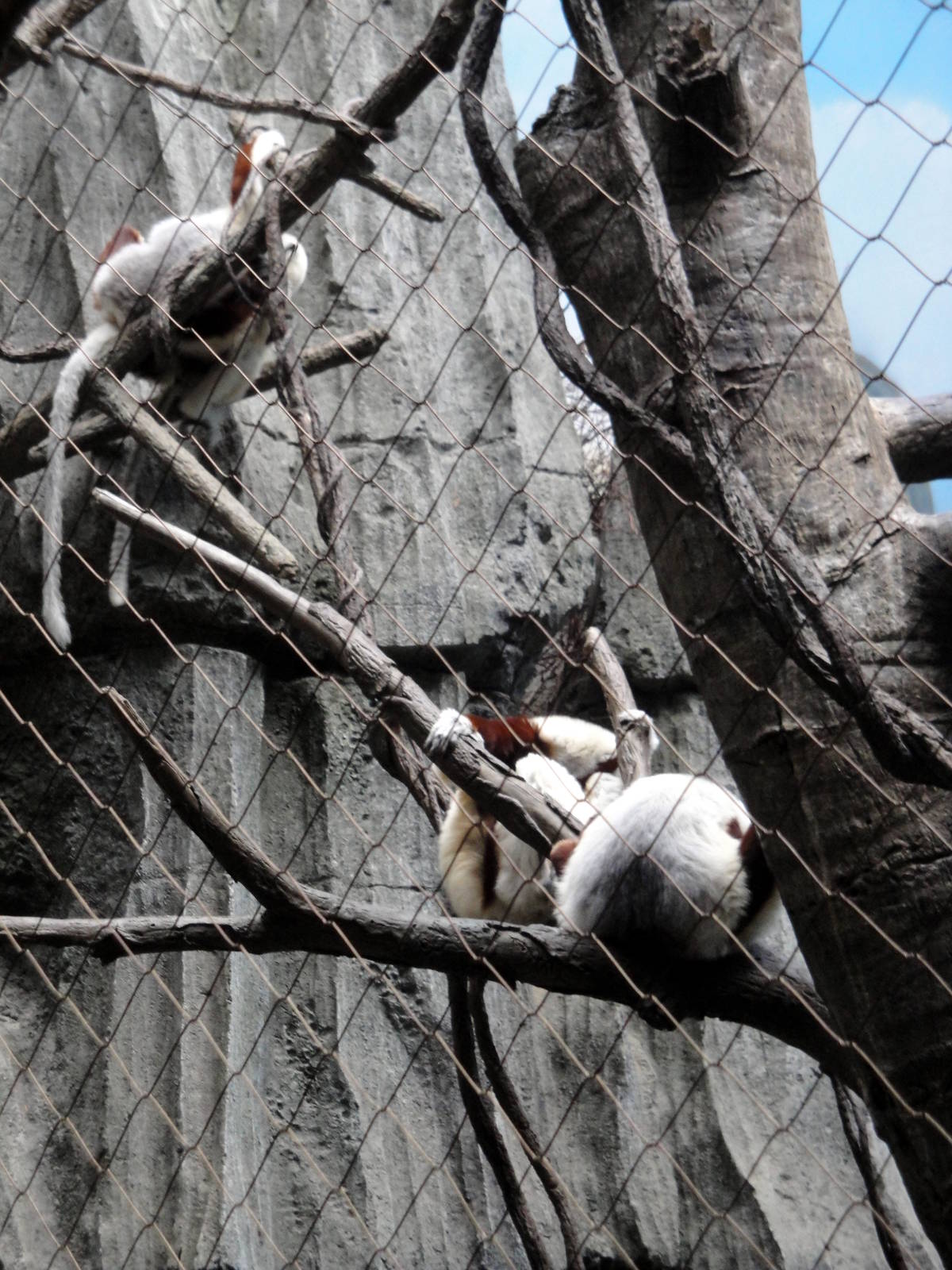 Madagascar - Coquerel's Sifaka