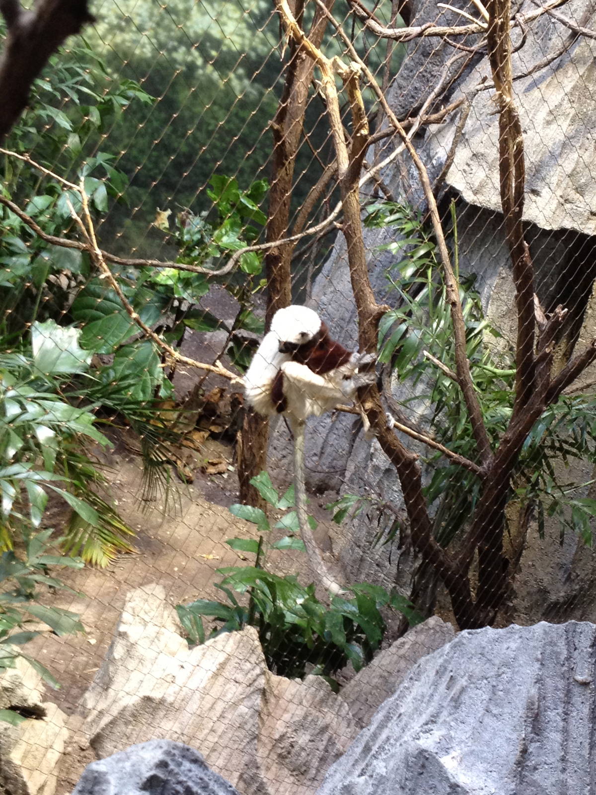 Madagascar! - Coquerel's Sifaka