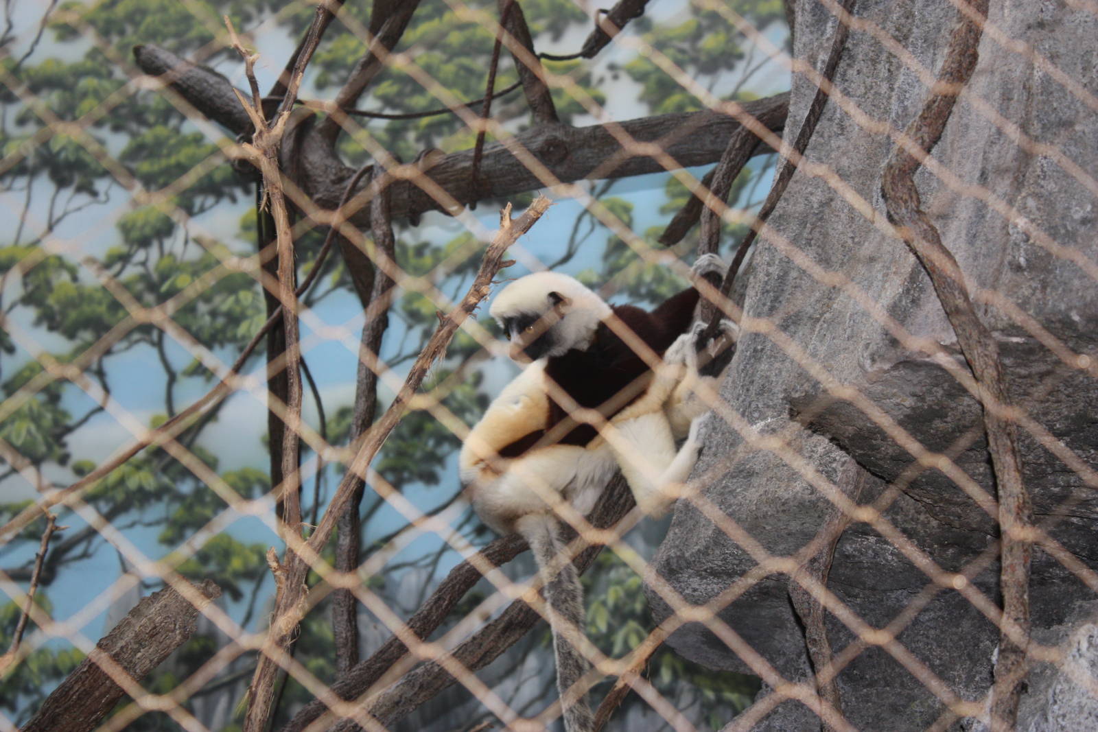 Madagascar!- Coquerel's Sifaka
