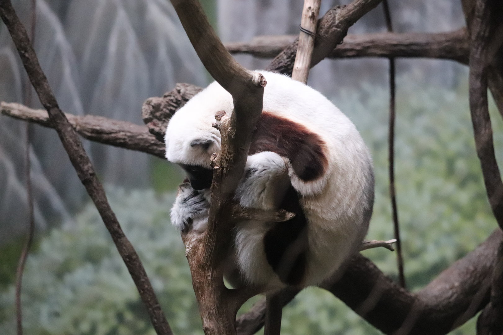 Madagascar! - Coquerel’s Sifaka
