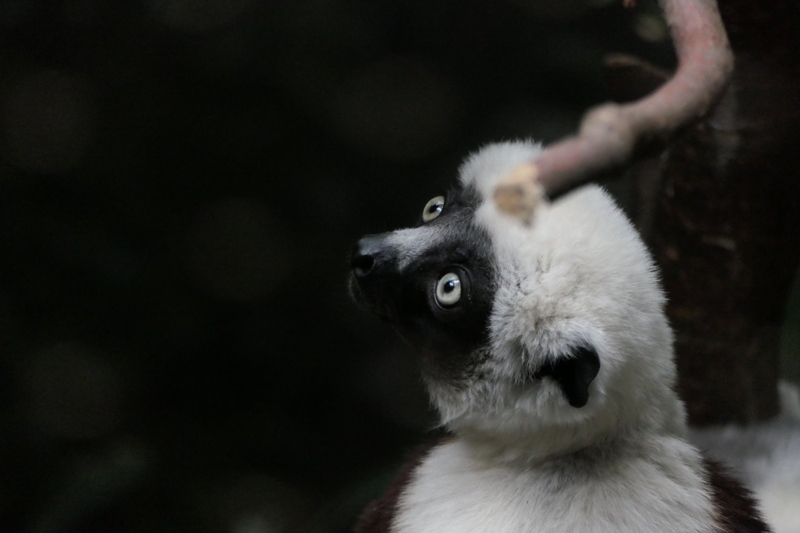 Madagascar! - Coquerel's Sifaka