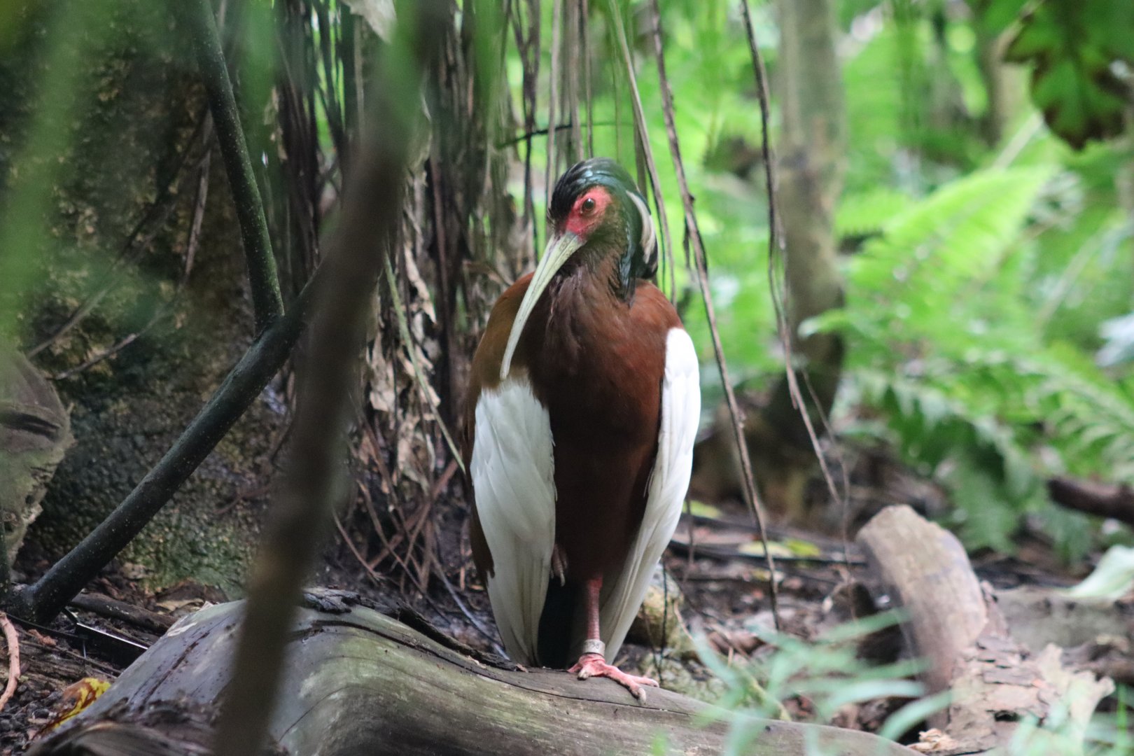 Madagascar Crested Ibis - 20 June 2024