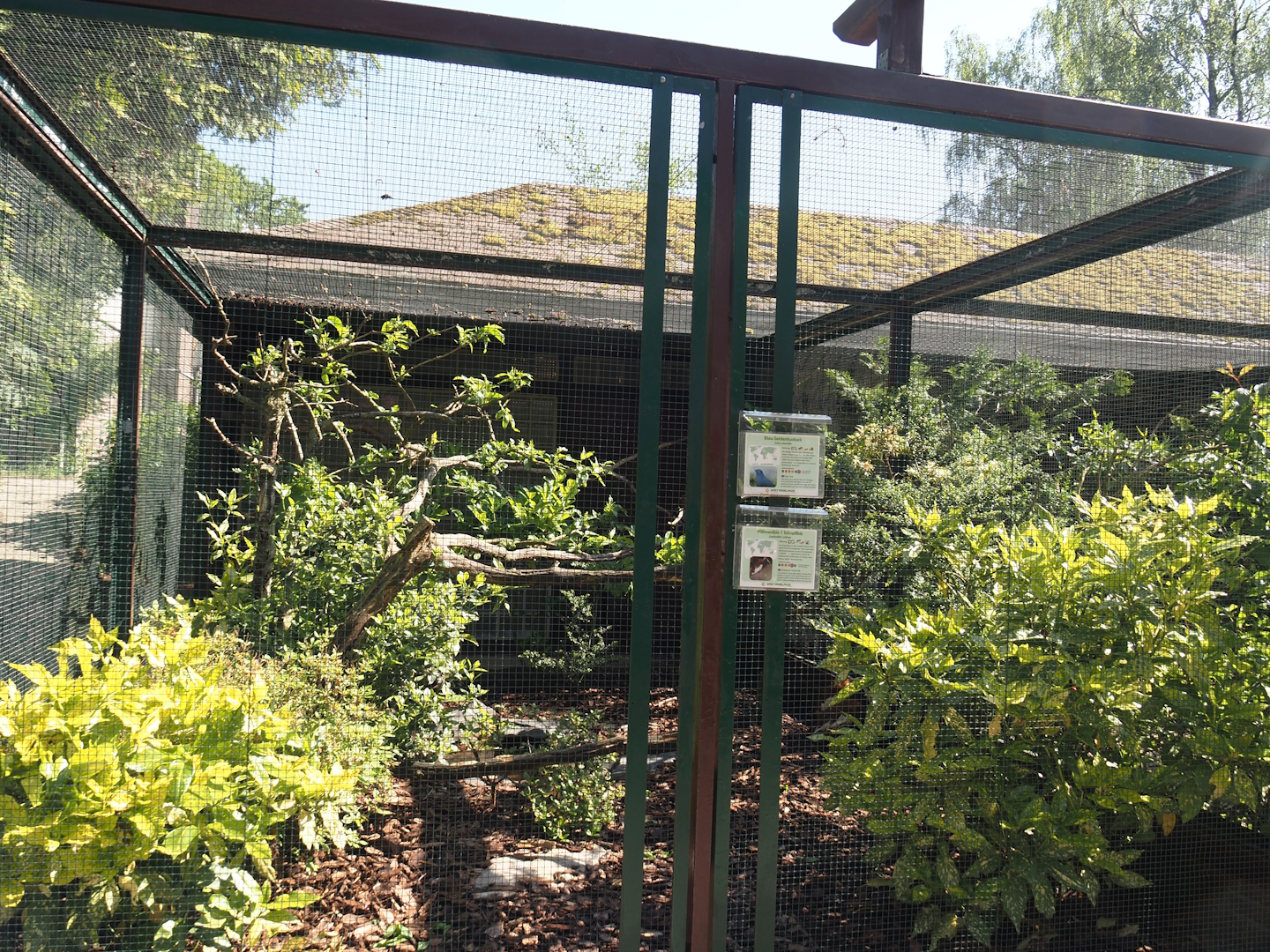 Madagascar crested ibis and Blue coua aviary, 2024-05-23