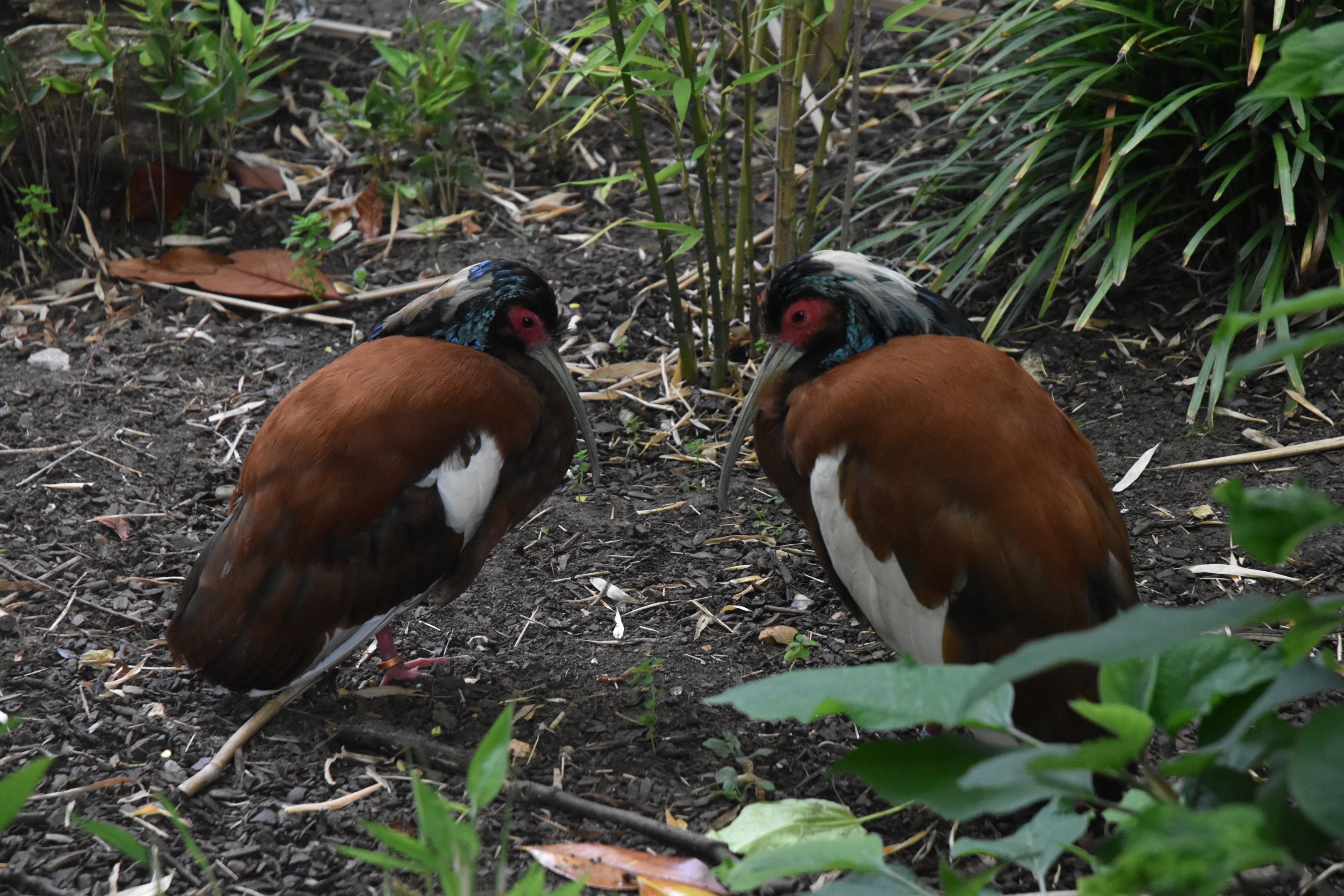 Madagascar Crested Ibis at London, 22nd June 2024
