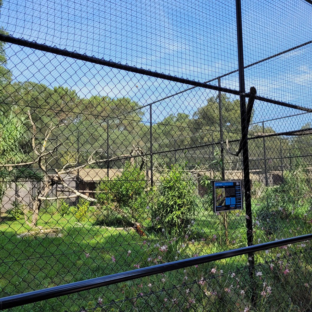 Madagascar crested ibis exhibit -Zoo de Labenne (2023)