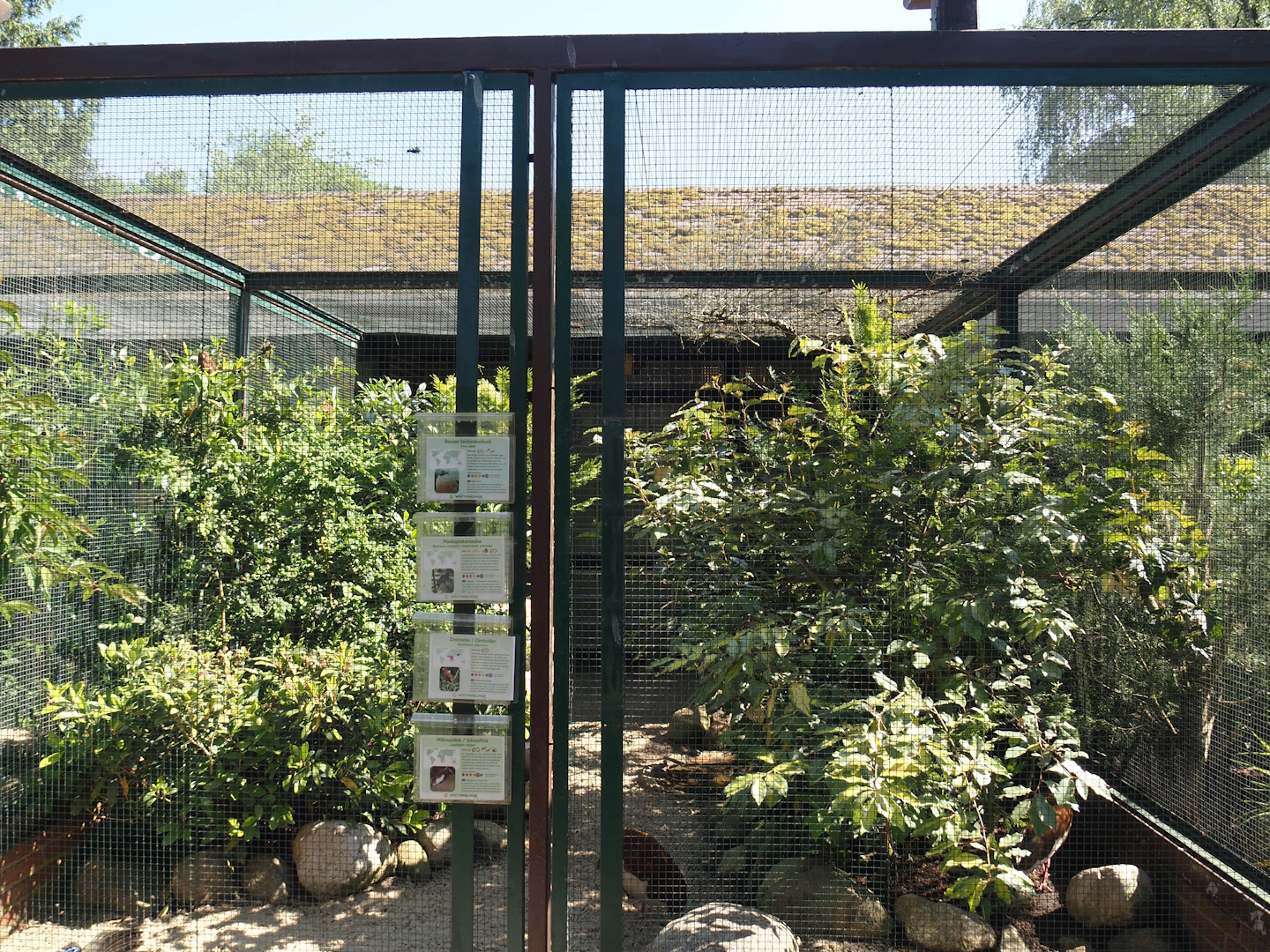 Madagascar crested ibis, Giant coua, Crested coua and Madagascar turtle dove aviary, 2024-05-23