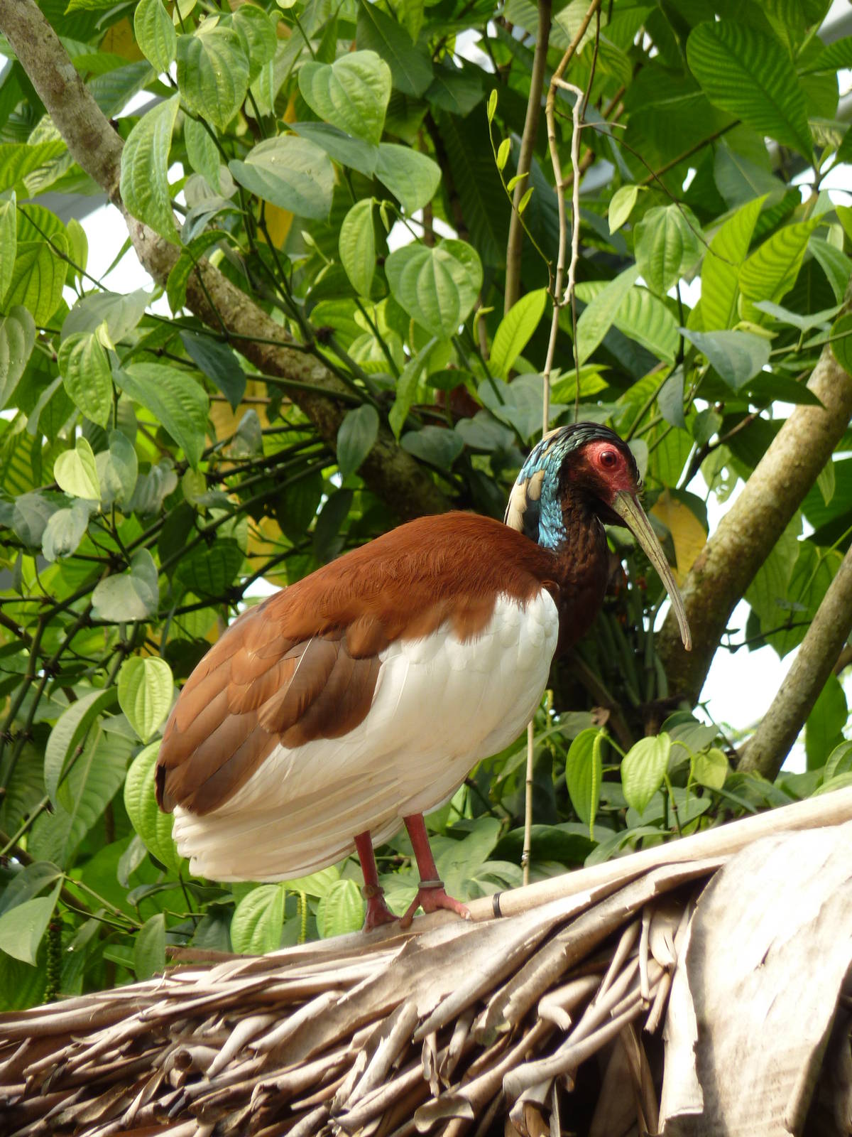 Madagascar crested ibis in Masoala