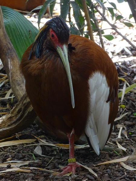 Madagascar crested ibis (Lophotibis cristata) (07/22)