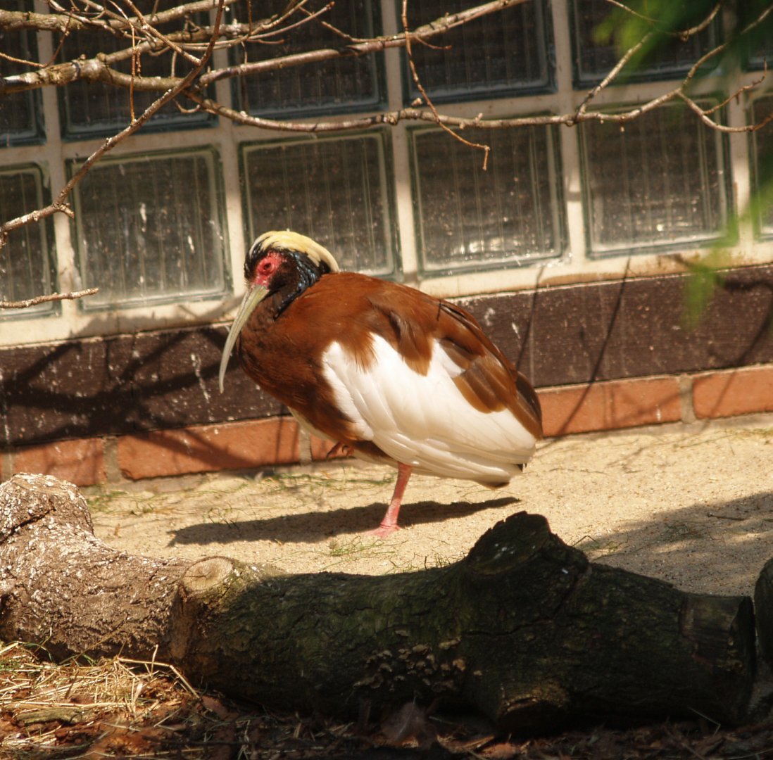 Madagascar crested ibis (Lophotibis cristata), May 2006