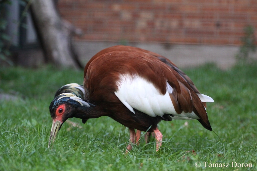 Madagascar Crested Ibis (Lophotibis cristata urschi)