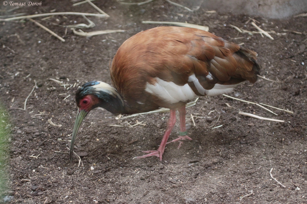Madagascar Crested Ibis (Lophotibis cristata urschi)