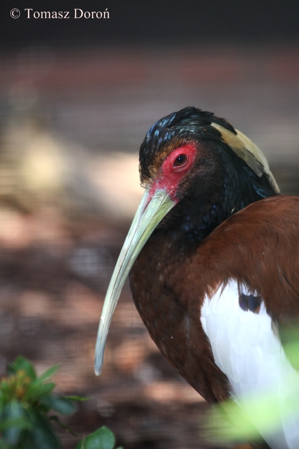 Madagascar Crested Ibis (Lophotibis cristata)