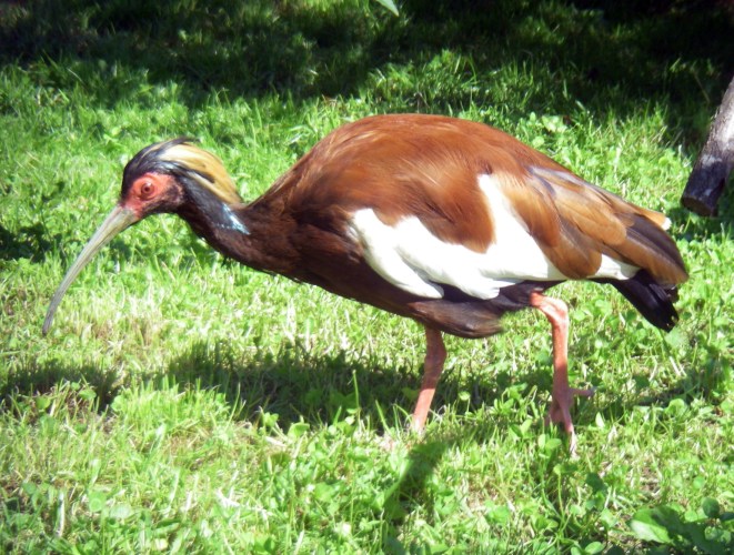 Madagascar Crested Ibis (Lophotibis cristata)