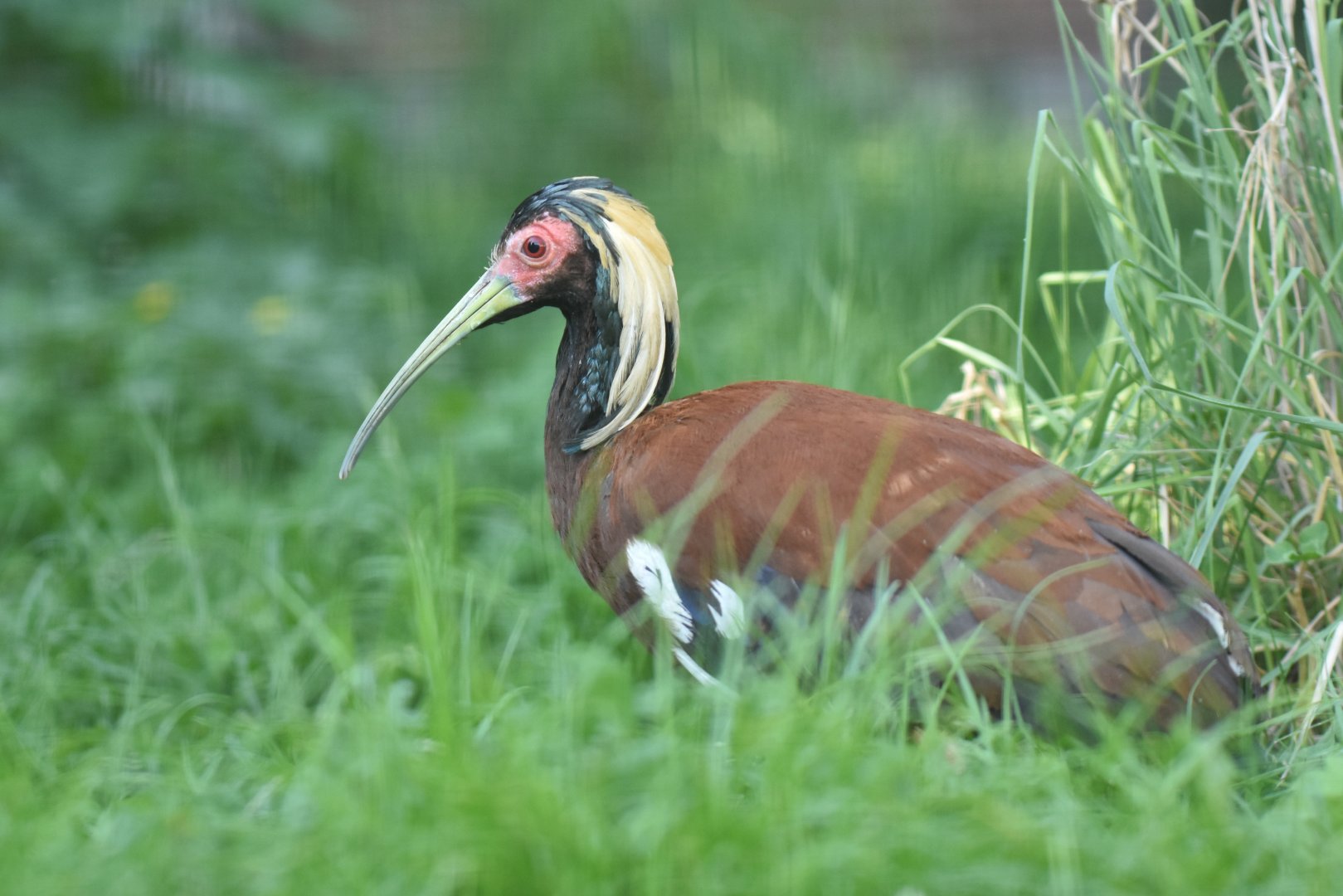 Madagascar crested ibis (Lophotibis cristata)