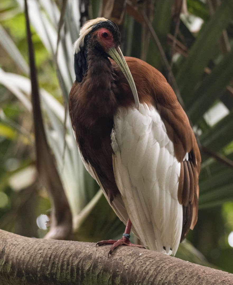 Madagascar crested ibis (Lophotibis cristata)