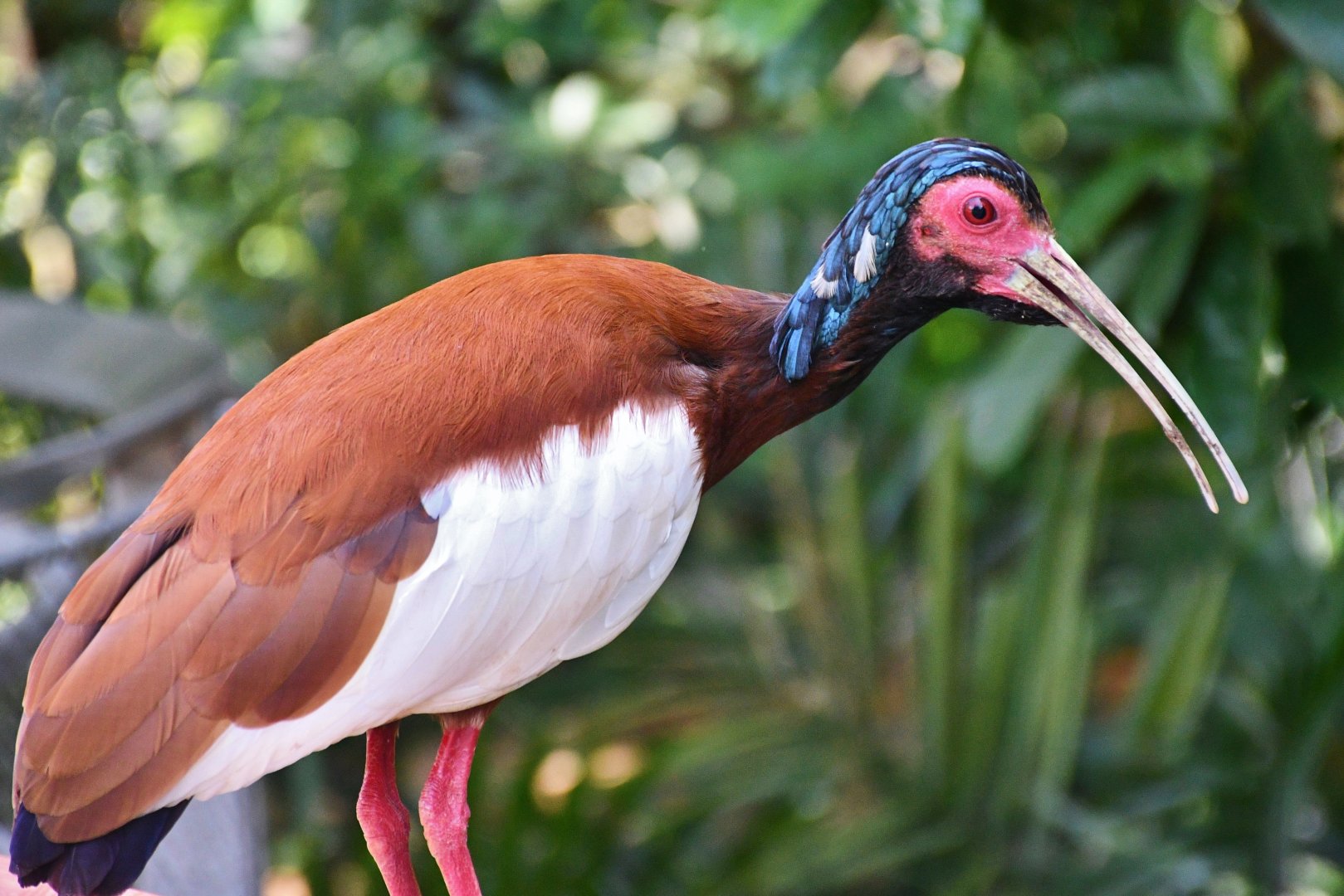 Madagascar Crested Ibis (Lophotibis cristata)