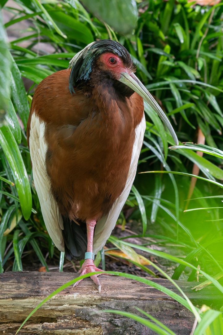 Madagascar crested ibis (Lophotibis cristata)