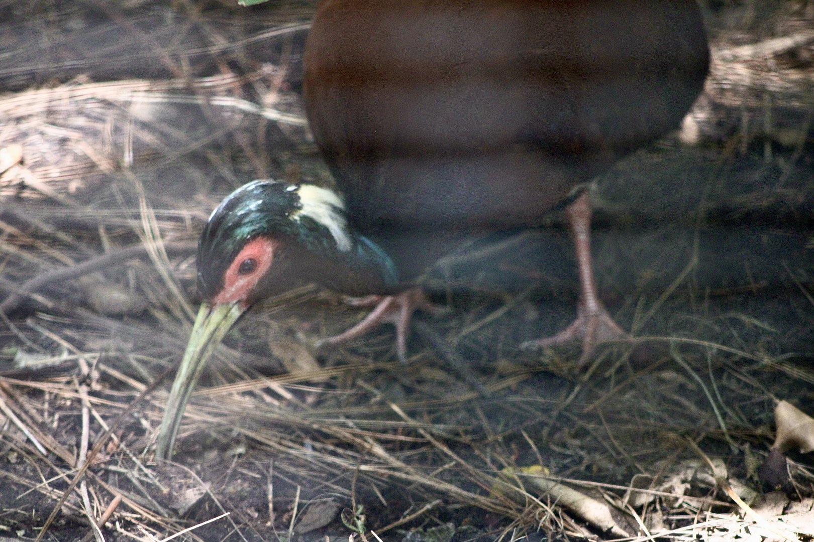 Madagascar Crested Ibis (Lophotibis cristata)