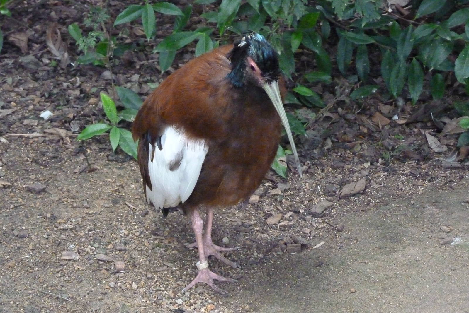 Madagascar crested ibis, October 2016