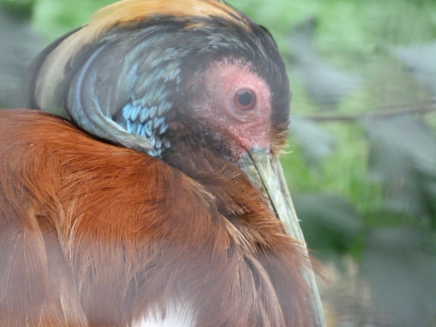 Madagascar crested ibis -Zoologischer Garten Berlin (2024)