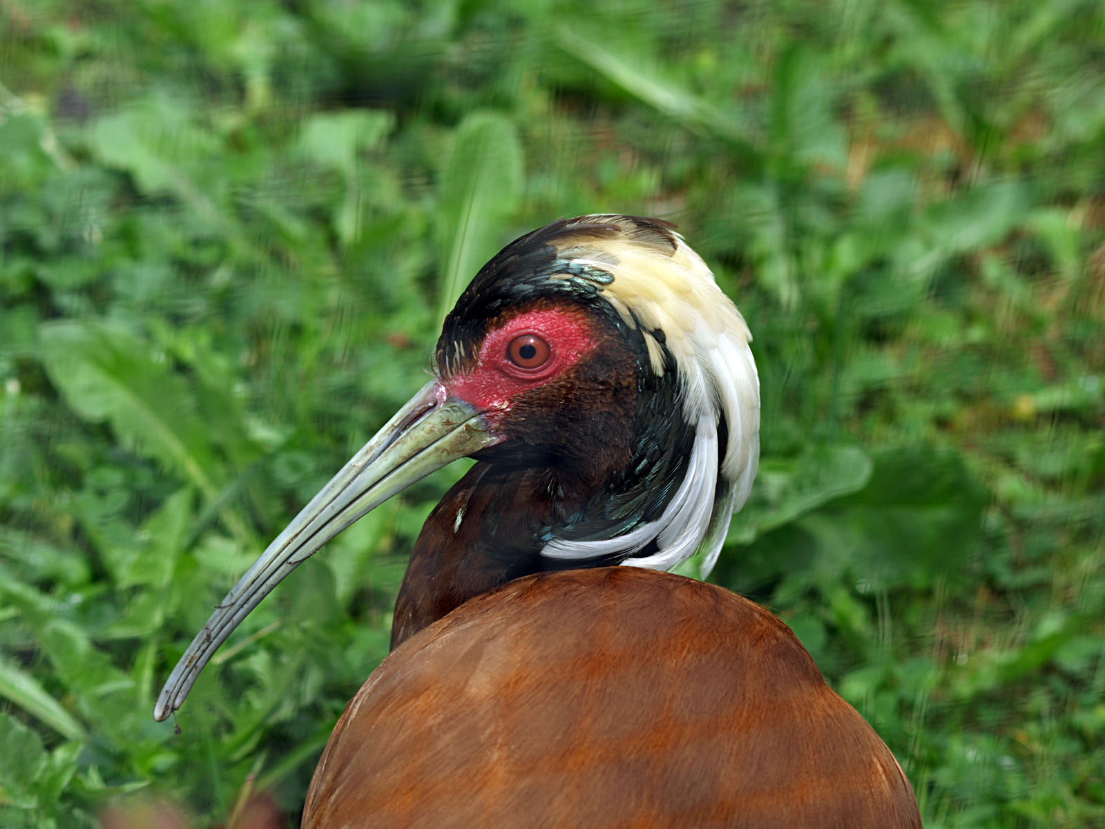 Madagascar Crested Ibis
